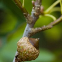 Red Oak